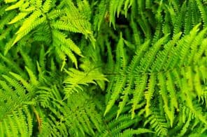 Gyönyörű páfrány levél textúra a természetben.