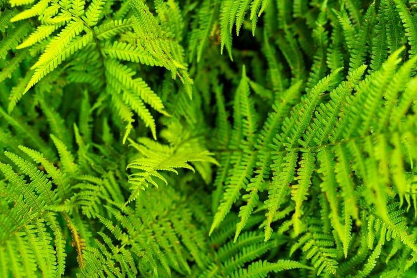 Gyönyörű páfrány levél textúra a természetben.