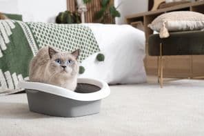 Aranyos brit rövidszőrű macska alomdobozban otthon.