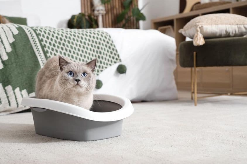 Aranyos brit rövidszőrű macska alomdobozban otthon.