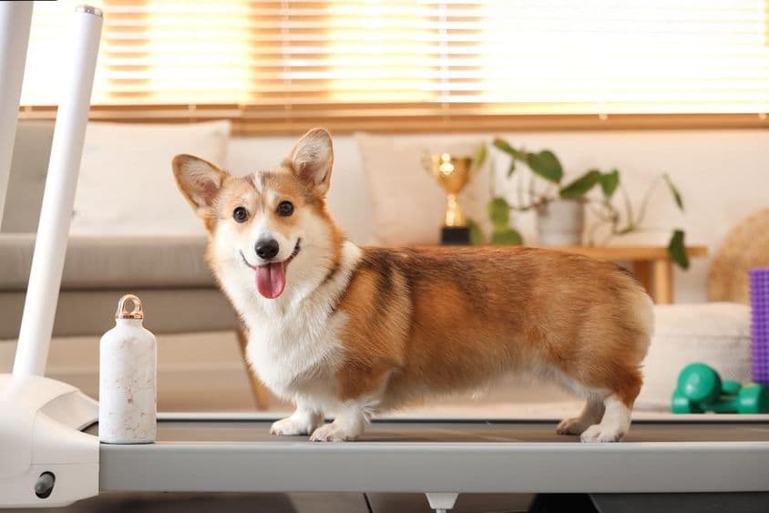 Aranyos Corgi kutya futópadon otthon.